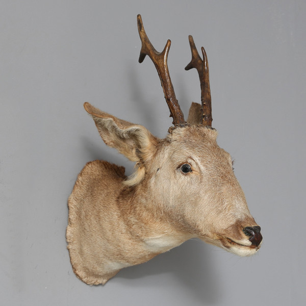 HUNTING TROPHY, Deer / JAKTTROFÉ, Rådjur